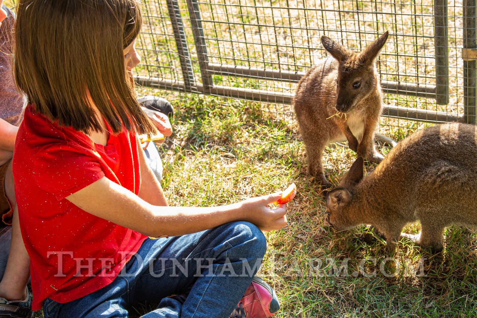 The Dunham Farm Silkie Chickens, Bunies, and Petting Zoo