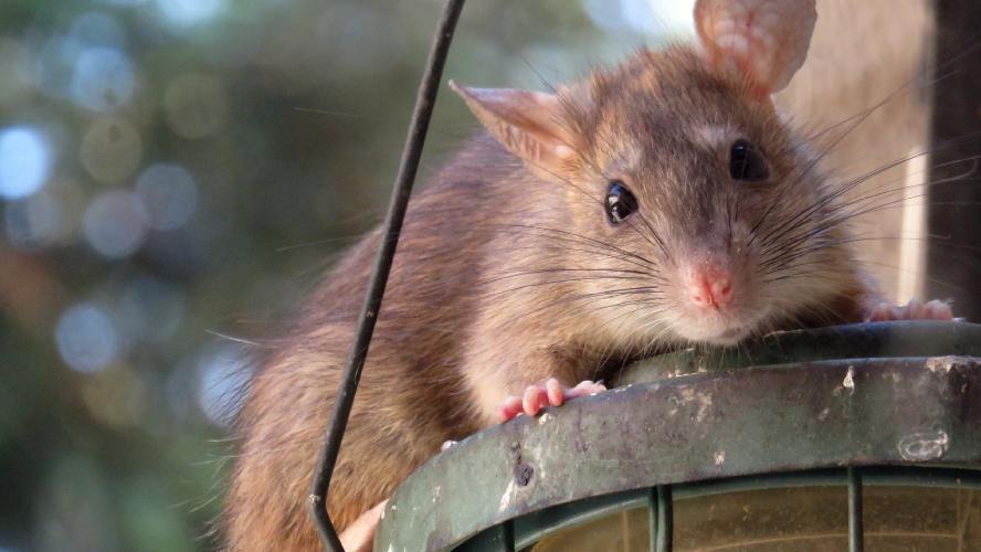 Get Rid of Roof Rats Effective & Fast