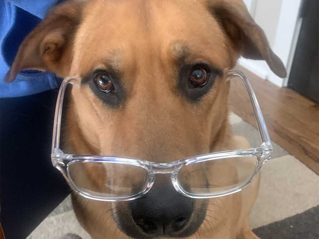 Is Dog Boot Camp Right for Your Pet? Factors to Consider