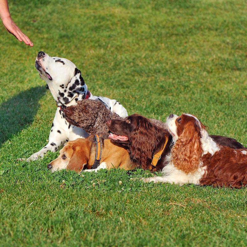 how-to-teach-a-dog-to-lie-down