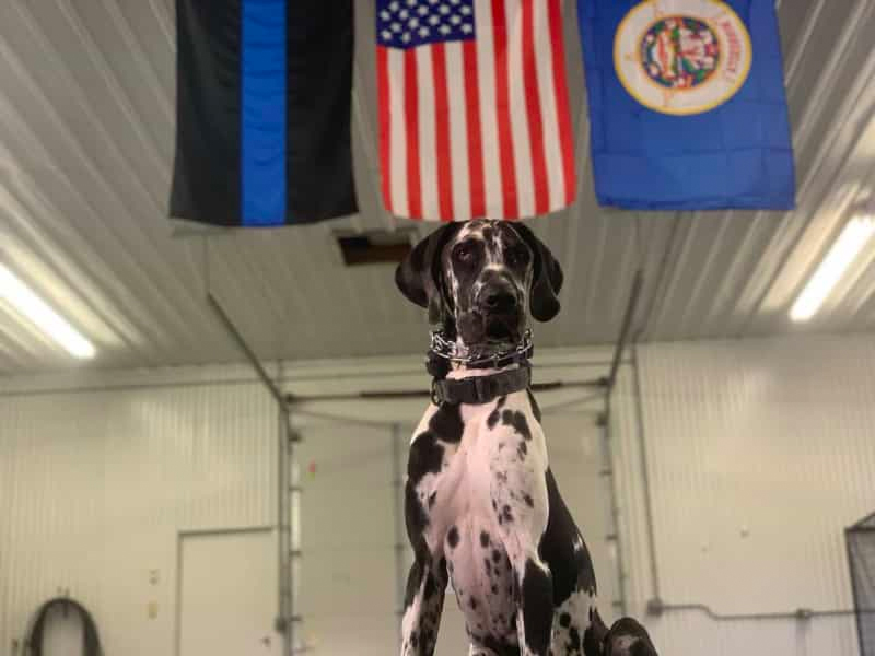 Lakeville Dog Boot Camp Puppy Boot Camp