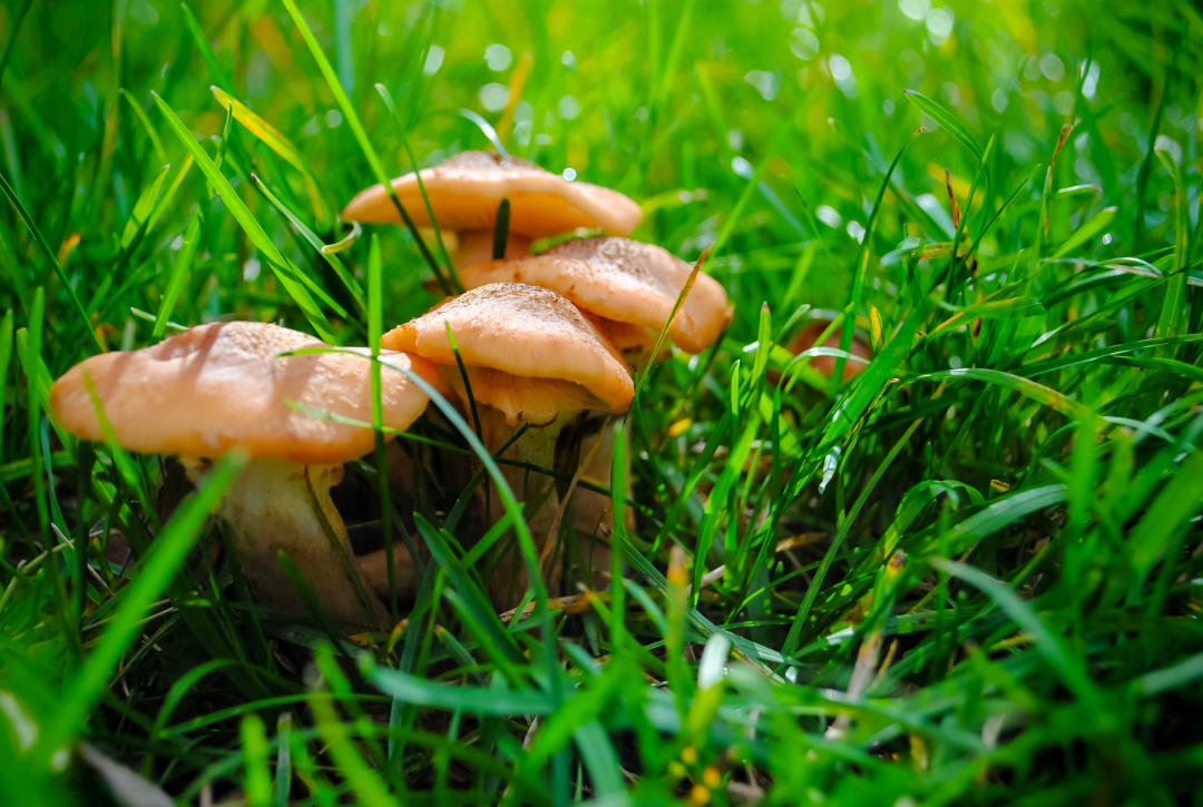 How to control mushrooms in your garden