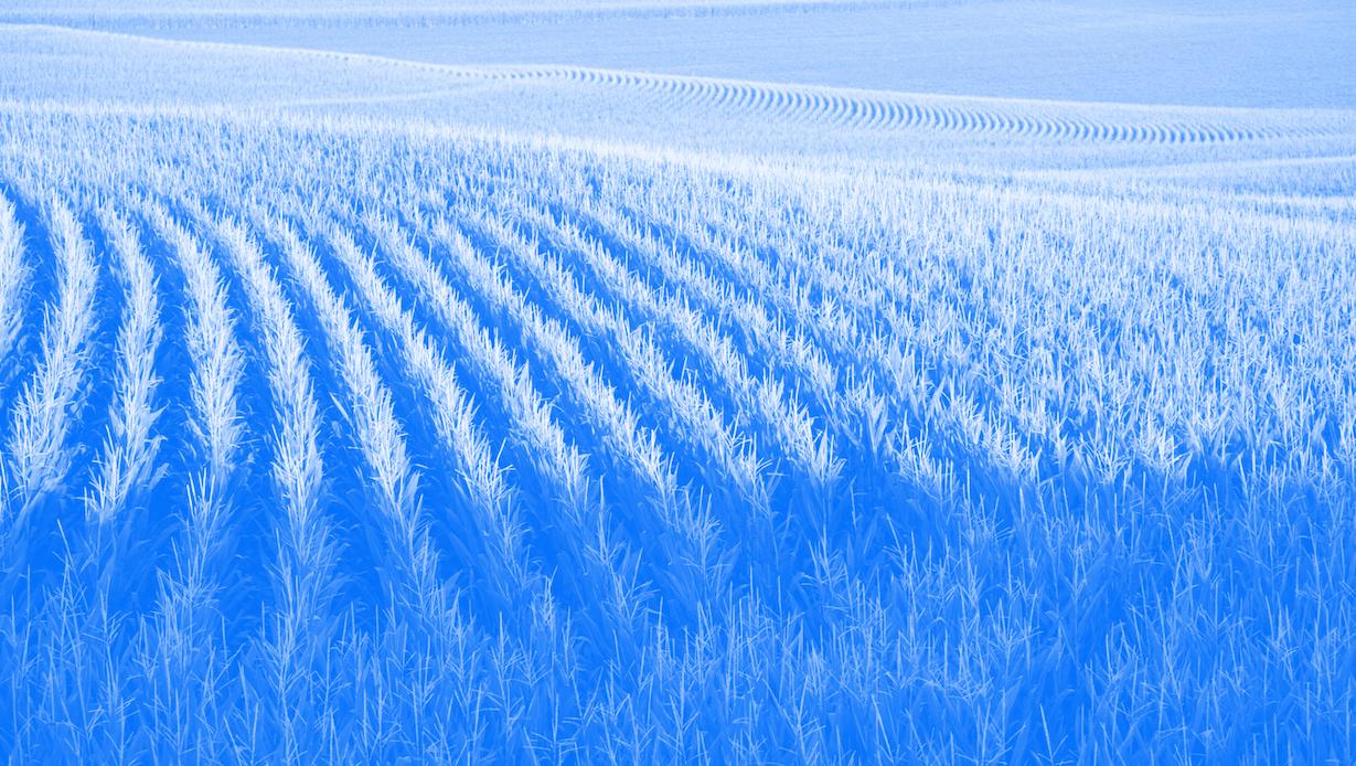 Historical Crop Patterns in the US Corn Belt