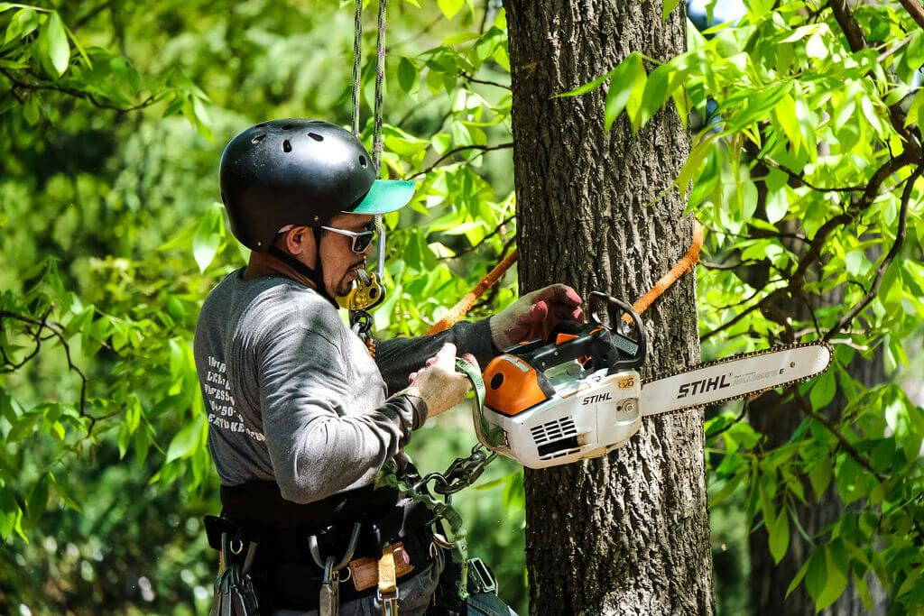 Tree Service Atlanta Arborists EastLake Tree Services