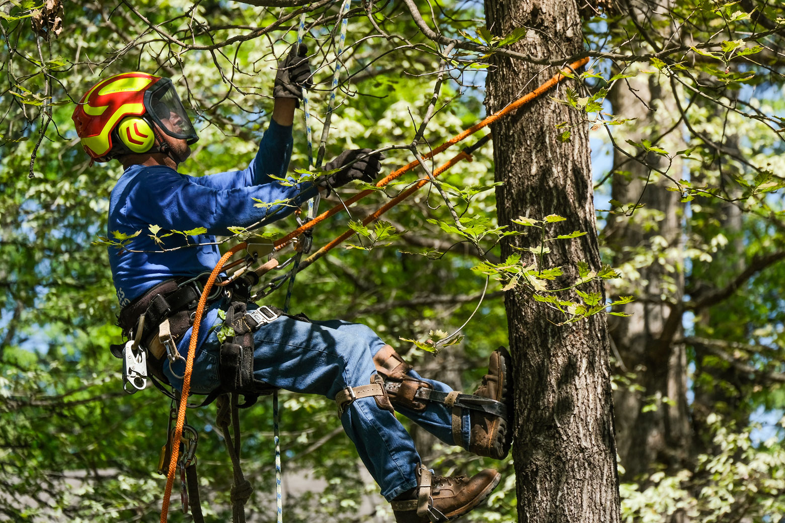 Tree Service Atlanta Arborists EastLake Tree Services