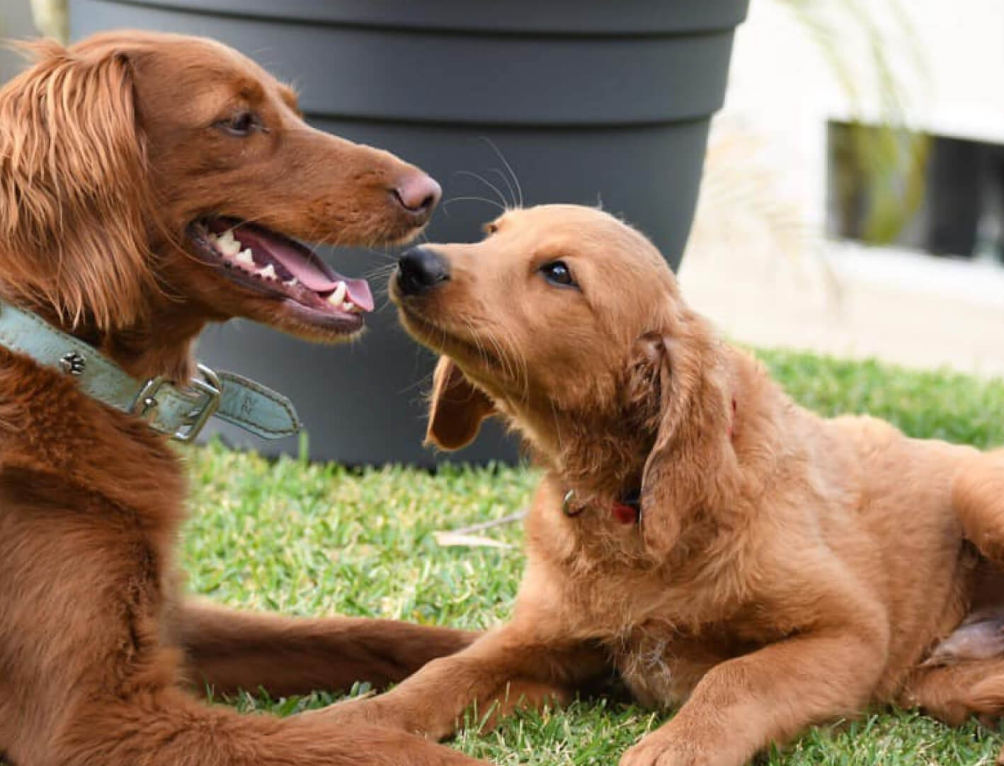 Manny Park Puppies manny-park-puppies