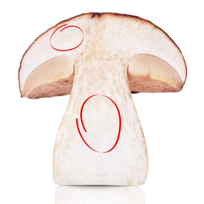 How to Clone Mushrooms StepbyStep Guide