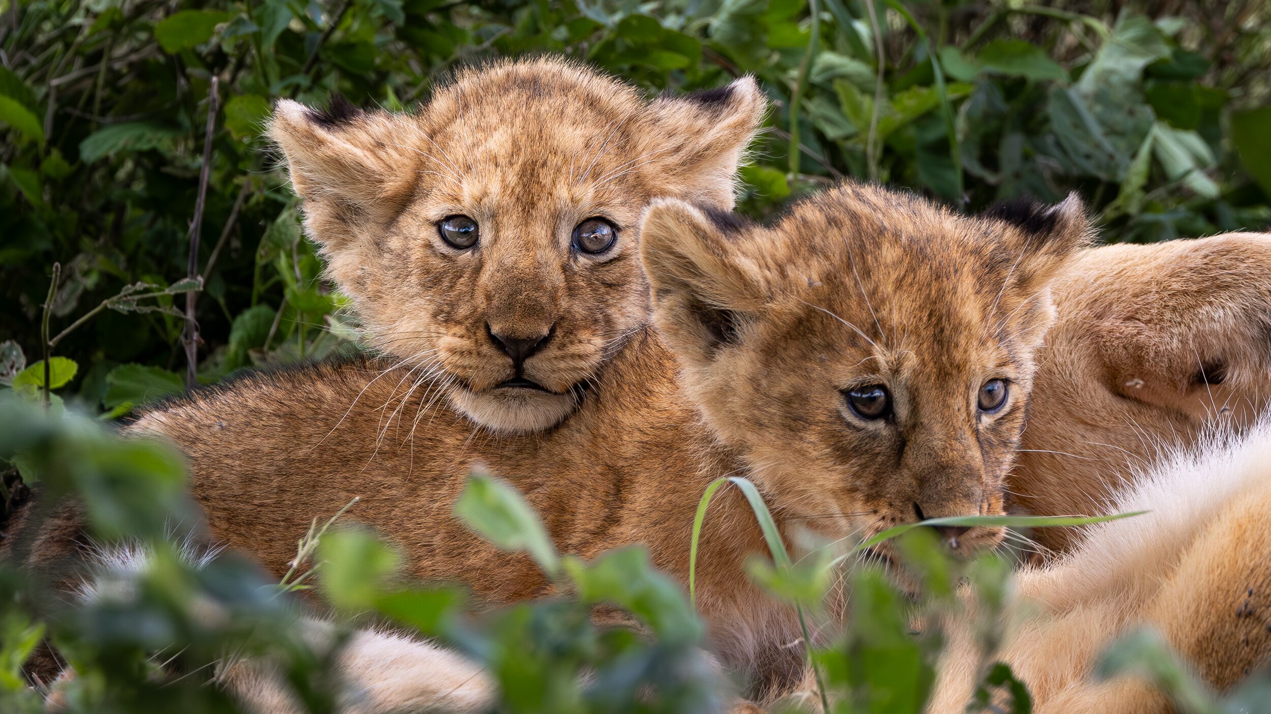 65f9acfba3c38b76b6dbdf67 anantyah 12%20(1)%20(1)