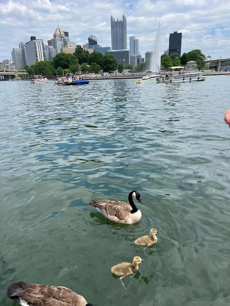 Ultimate Kayaking Pittsburgh Guide Pittsburgh Boat Rental