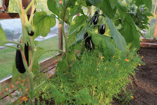 Black Pearl F1 grafted aubergines