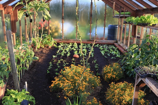Greenhouse planted 13th October