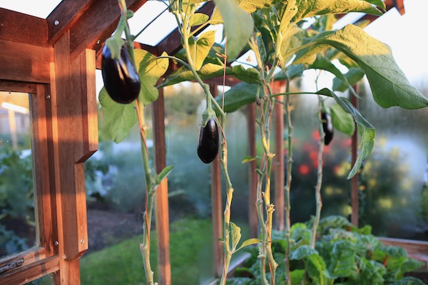The final three Black Pearl aubergines