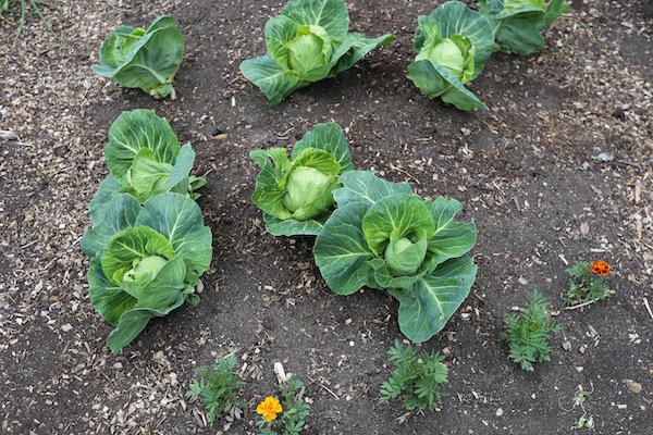 Cabbages heading, half harvested
