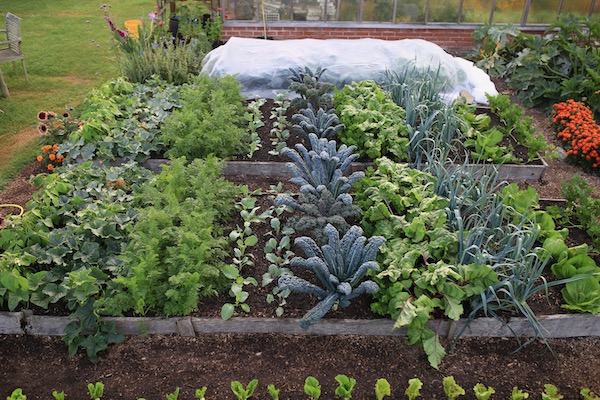 Comparing growth with no dig bed nearest to camera