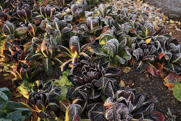 Treviso chicory transplanted early August