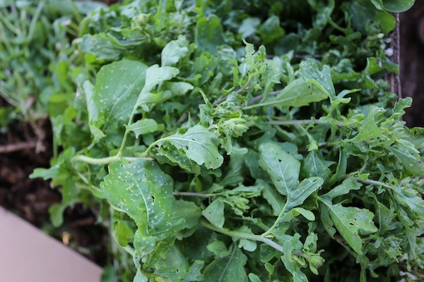 Flea beetle holes on outdoor growing salad rocket