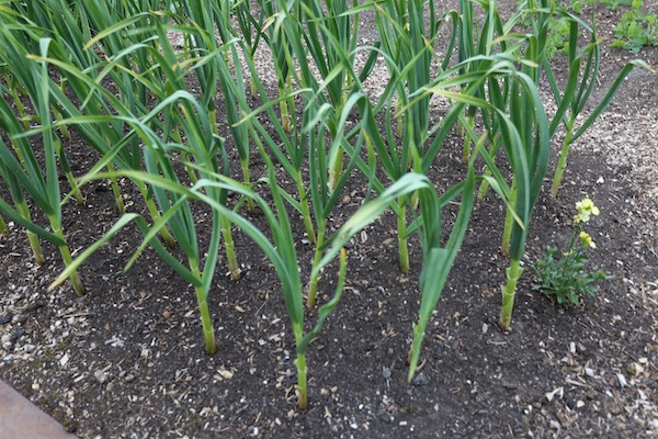 Same garlic five weeks later