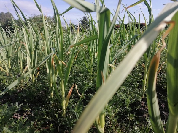 Inverness rotovated soil, garlic and weeds