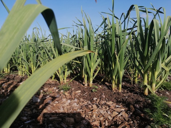 No dig soil Inverness, garlic planted December