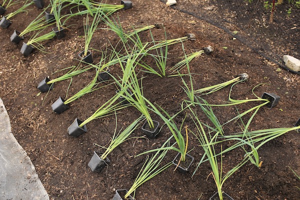 Leek plants laid in four rows