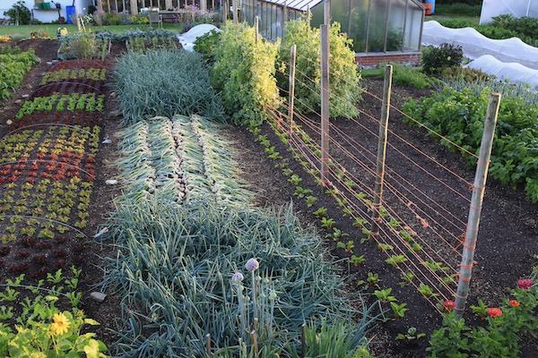 Homeacres no dig onion bed multisown