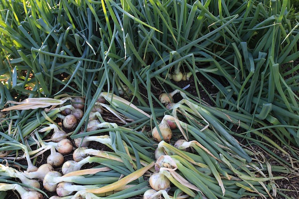 Pulled onions and still growing, all multisown