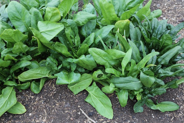 Spinach overwintered outside