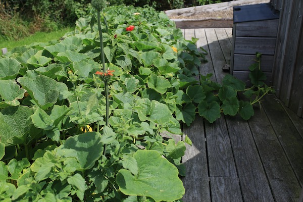 Escaping stems of Kuri squash plants