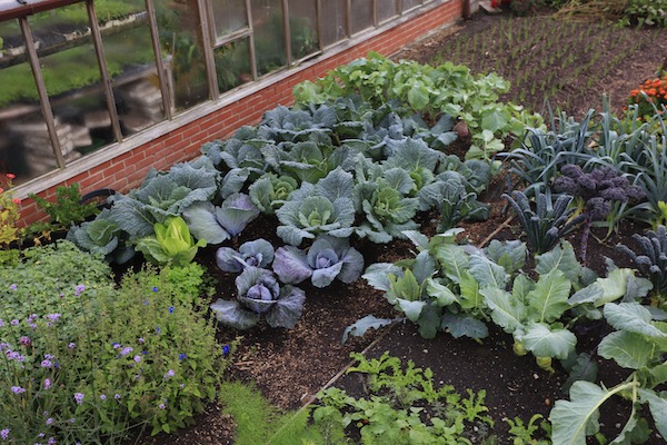 Autumn season sees brassicas thriving in damp conditions