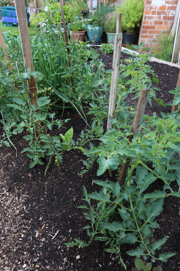 Tomato plantings small garden