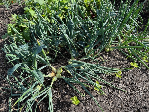 Onions maturing, before bending the tops to speed ripening and reveal kale