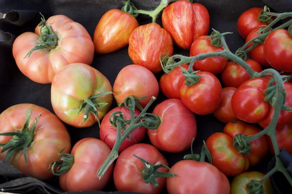Tomatoes Berner Rose and Bloody Butcher from the greenhouse
