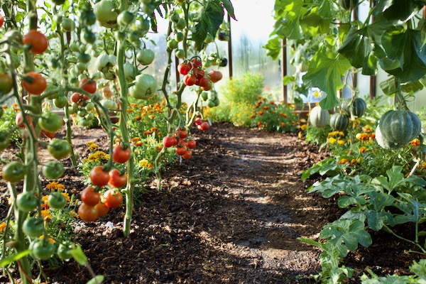 Greenhouse tomatoes and melons 16th July. I've been picking quite a few tomatoes but the melons could be another 10 days or two weeks before ripening