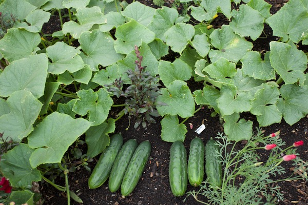 Small garden cucumbers 13th July from two plants Marketmore left and Spacesaver right