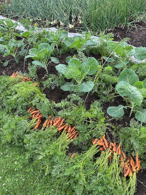 Interplant. The Brussels sprouts have been five weeks in the ground and I keep pulling carrots from around them to make more space, this is the 13th July harvest of four month old carrots