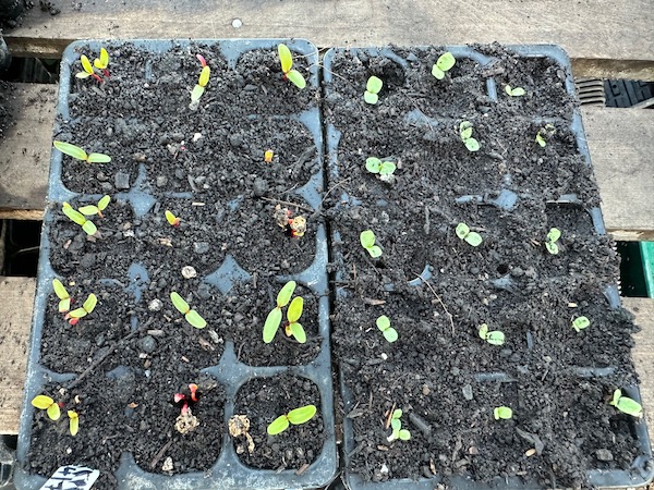 Possible succession plantings after onions, left are chard sown 6 days earlier and right are endive I recently pricked out