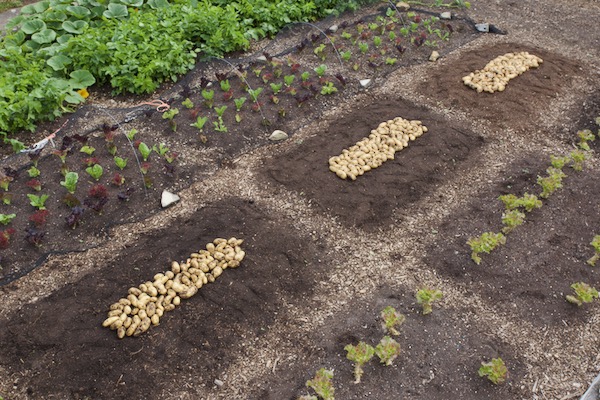 Three strip potato harvest 13.9kg strip 3 right, 11.3kg strip 2, 9.7kg strip 1 left