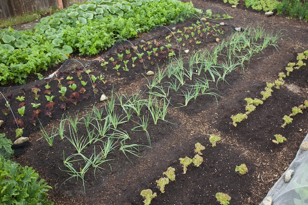 Three strip potato harvest was followd by leek planting, strip 1 on the left and these are Tornado + Philomene, multisown early April then potted on