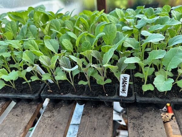 Brassicas for succession plantings in CD60s, include purple sprouting broccoli, cauliflower, kale, and savoy cabbage