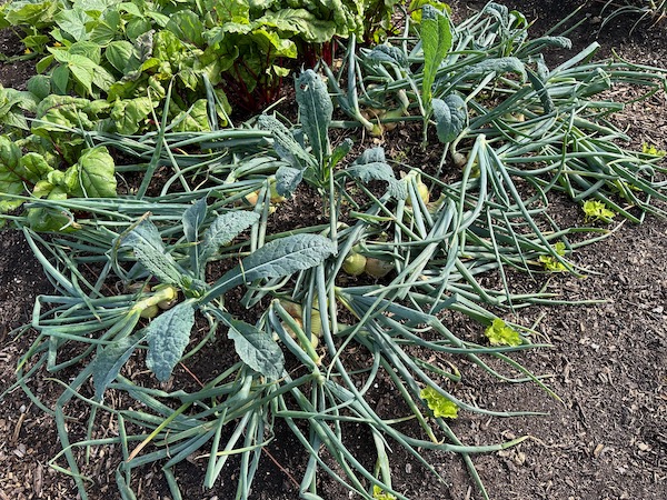 10 minutes later, I have bent all stems in different directions and removed a few rotten leaves, and a weed or two. This reveals four plants of kale, transplanted between the rows of onions two weeks earlier. We shall pull these onions in 7 to 10 days time, then keep them somewhere dry to cure.
