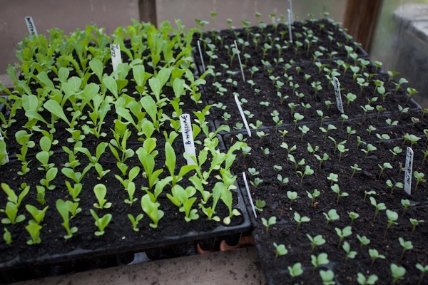 Plantings for July of endive, chicory, purple sprouting broccoli, Savoy cabbage and kale