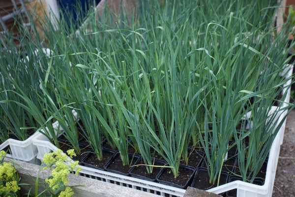 Leeks in 9 cm pots to transplant, they were multisown in CD module trays 12 weeks earlier