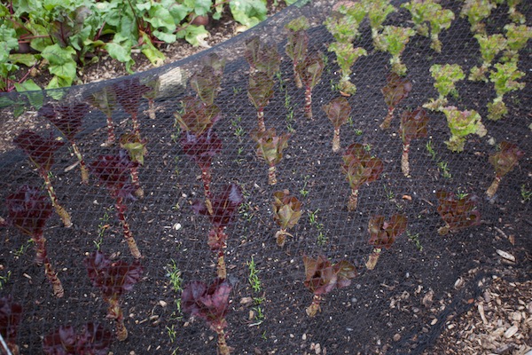 Intersow of carrots two weeks earlier between lettuce which were picked yesterday, ninth pick