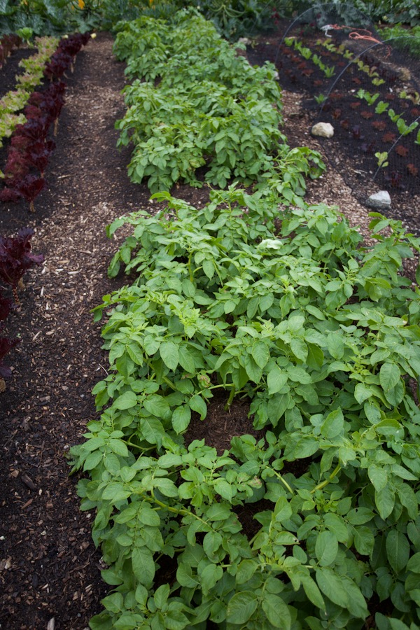 The ninth year of growing potatoes in the same bed, just to see how that might work. This is part of my three strip trial and it's Charlotte from home saved seed potatoes.