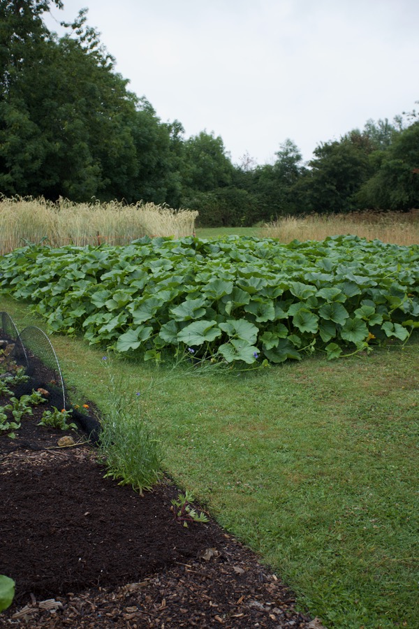 Exuberant squash growing through black plastic, not watered and planted 19th May, exactly 6 weeks in the ground