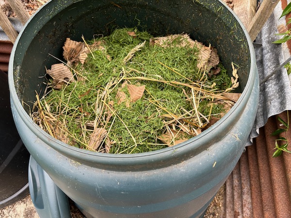 Dalek bin almost full, this one is 330L and I use two of them, one has maturing compost after a turn