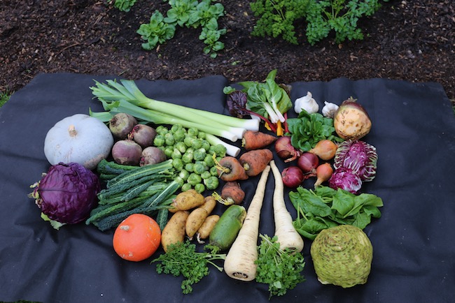 Winter vegetable harvests no dig