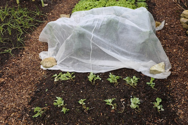 Peas which ultimately failed, sown too early