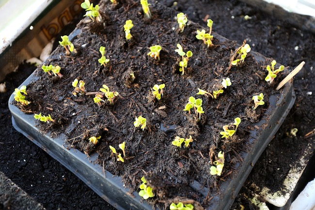 Multisown radish 5 days in house