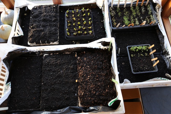 Germinating seedlings in trays in house